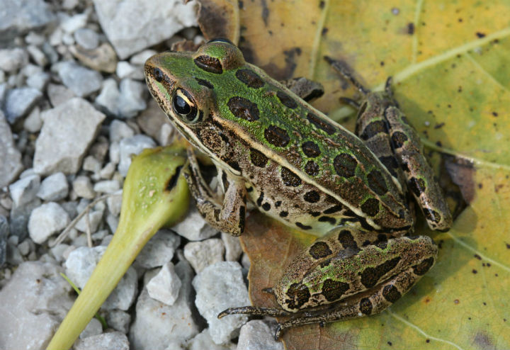 Northern Leopard Frog